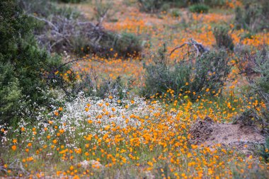 Baharda Namaqua Ulusal Parkı 'nda farklı yabani çiçekler yetişiyor. 