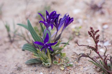 Babiana ampul bitkisinin mor çiçekleri baharda Namaqua Çölü 'nde yetişir.