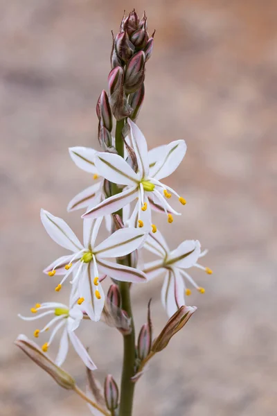 Close Bulb Plant White Flowers Chlorophytum Crassinerve Order Asparagales Growing — Stock Photo, Image
