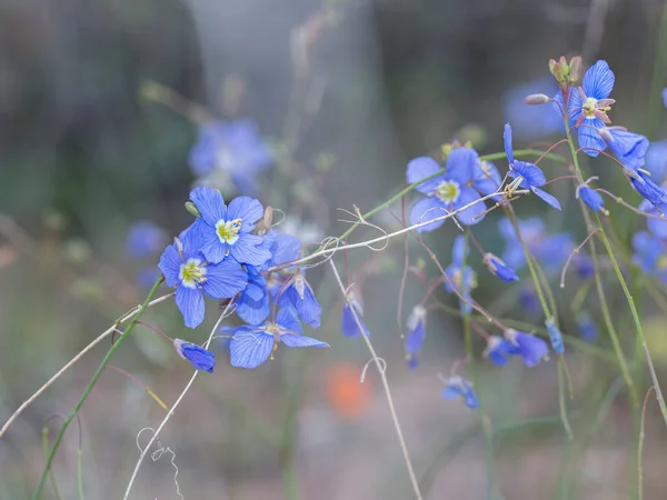 Detailní Záběr Krásné Malé Modré Fialové Květy Rostliny Heliophila Leptophylla — Stock fotografie