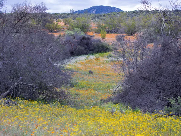 Diferentes Flores Silvestres Creciendo Parque Nacional Namaqua Primavera — Foto de Stock