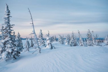 Çam ağacının manzaralı görüntüsü. Soğuk bir gün, sakin bir kış sahnesi. Karpatlar 'ın yeri, Ukrayna Avrupa. Kayak merkezi. Vahşi bölgenin harika bir resmi. Toprağın güzelliğini keşfedin. Turizm konsepti.