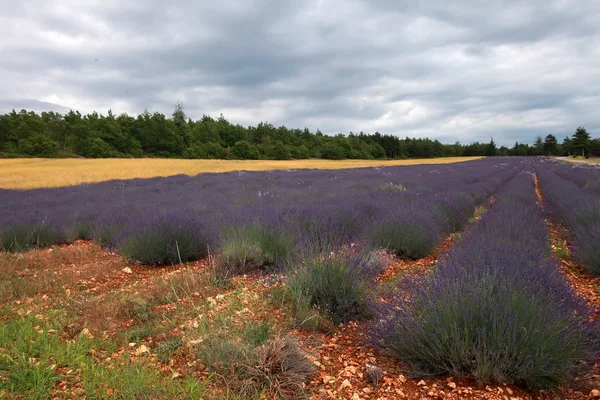 Lavendelfeld im Sommer in der Provence, Südfrankreich — Stockfoto