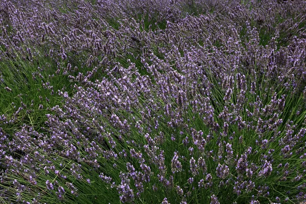 Lavendelfeld im Sommer in der Provence, Südfrankreich — Stockfoto