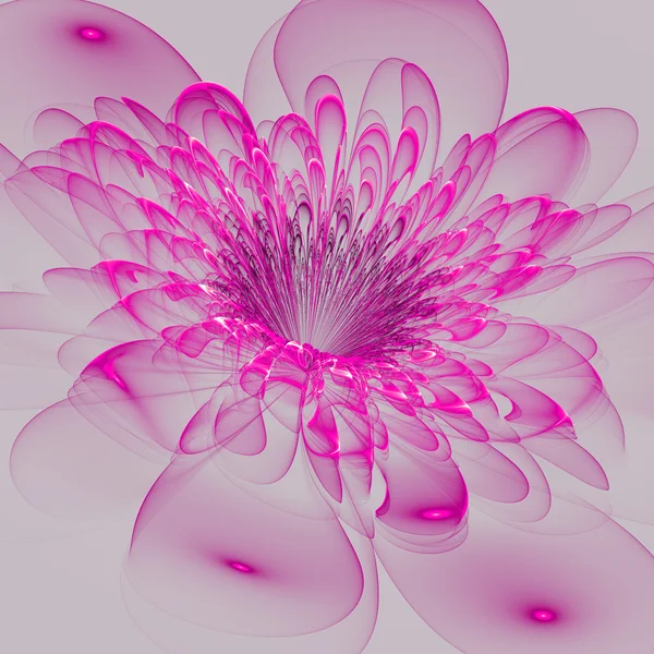 Beautiful purple flower on gray background. — Stock Photo, Image