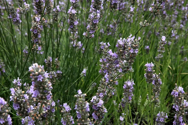 Campo de lavanda en verano en Provenza, sur de Francia —  Fotos de Stock