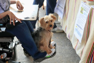 Marseille, Fransa - 26 Ağustos: bir adam ve ayaklarının oturan köpek 