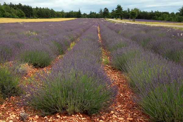 Lavendelfeld im Sommer in der Provence, Südfrankreich — Stockfoto