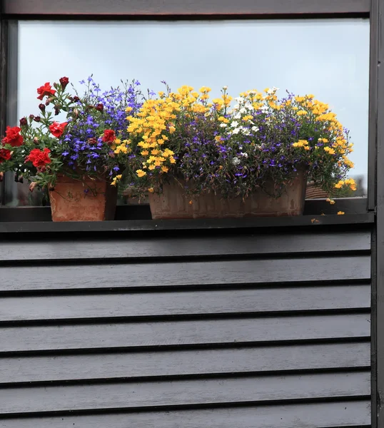 Pencere kepenkleri, çiçeklerle süslenmiş. Geneva, İsviçre — Stok fotoğraf