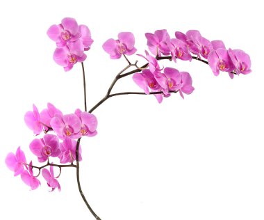 Şube pembe orkide beyaz arka plan üzerinde