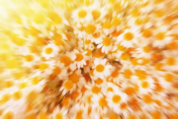 Fondo abstracto de flores de manzanilla con sol brillante — Foto de Stock