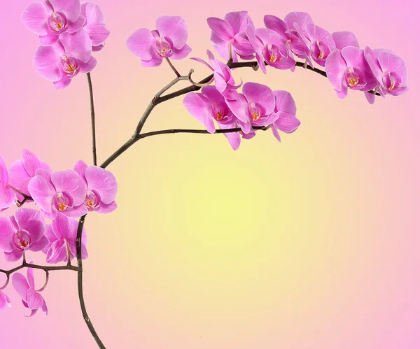 Branch pink orchid on gradient — Stock Photo, Image