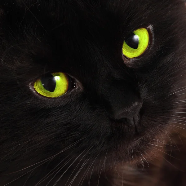 Schwarze Katze sieht dich mit leuchtend grünen Augen an — Stockfoto