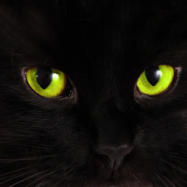 Black cat looks at you with bright green eyes — Stock Photo, Image