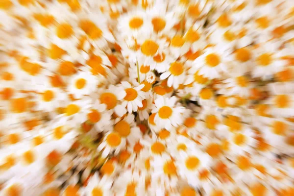 Fondo abstracto de flores de manzanilla con sol brillante — Foto de Stock