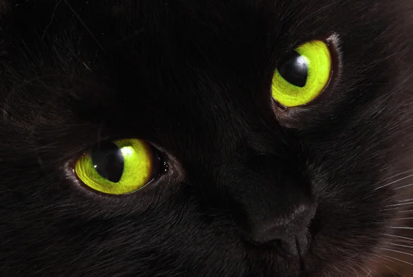 Gato preto olha para você com olhos verdes brilhantes — Fotografia de Stock