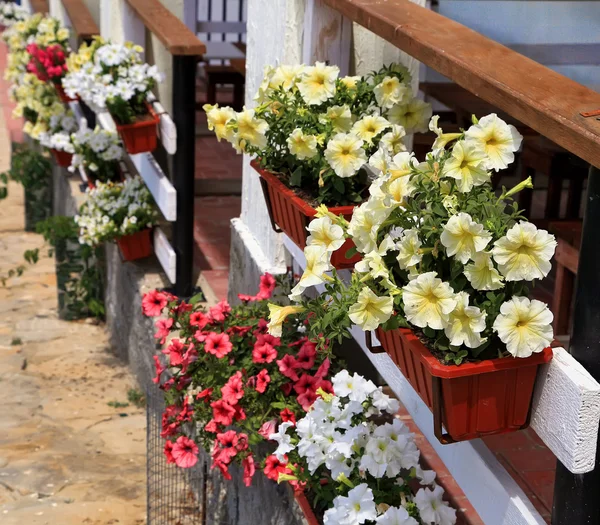 Ev dekore edilmiş çiçek Teras — Stok fotoğraf
