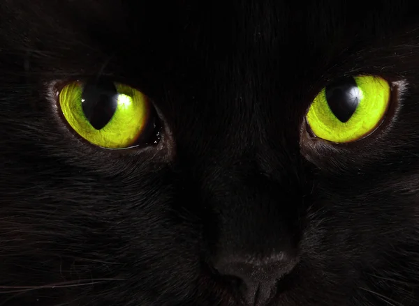 Black cat looks at you with bright green eyes — Stock Photo, Image