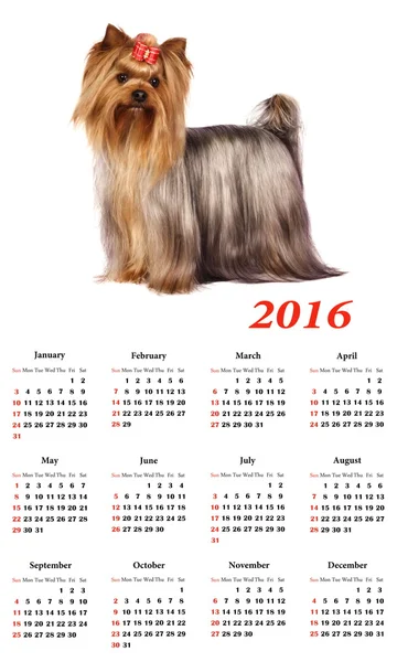 Calendrier 2016. Yorkshire terrier . — Photo