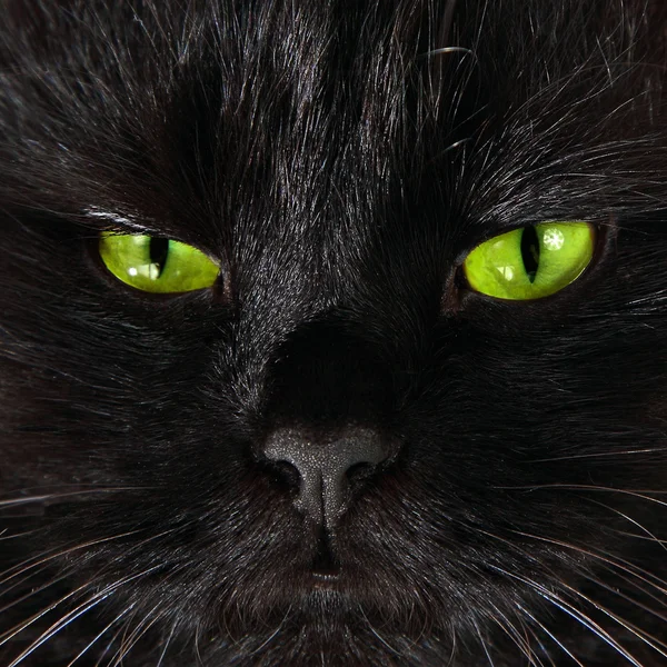 Тяжёлая чёрная кошка смотрит на тебя ярко-жёлтыми глазами. — стоковое фото