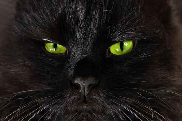 Schwere schwarze Katze schaut dich mit leuchtend gelben Augen an — Stockfoto