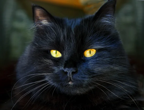 Schwarze Katze schaut dich mit leuchtend gelben Augen an — Stockfoto