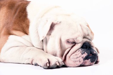 Beyaz arka planda bir Bulldog