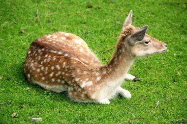 Küçük bir geyik otluyor.