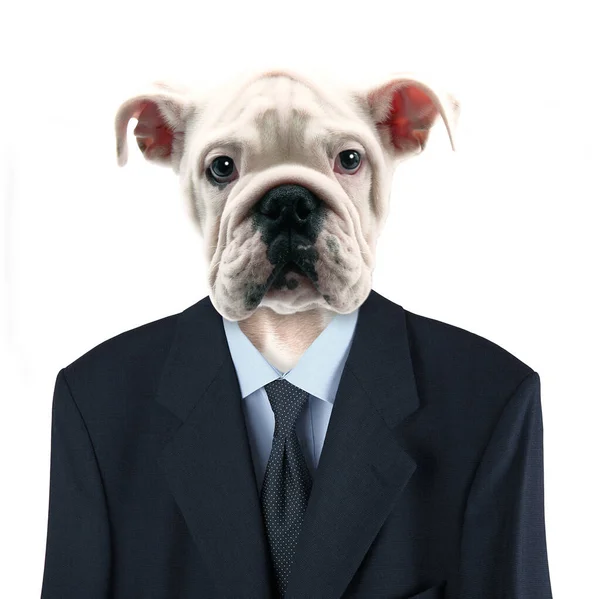 Perro Negocios Elegante Original —  Fotos de Stock