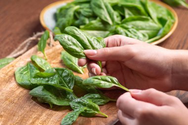 Elinde taze organik ıspanak yaprakları var. Sağlıklı bahar-yaz diyeti. Vegan Çiğ Gıda. Temiz gıda konsepti..