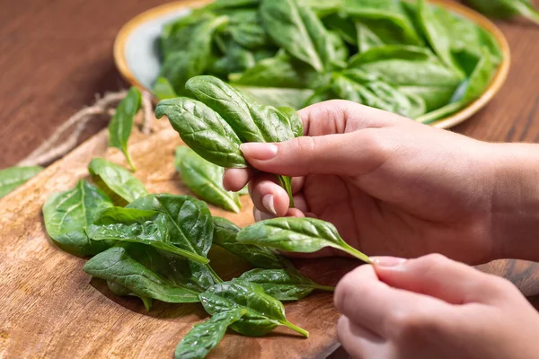 Elinde taze organik ıspanak yaprakları var. Sağlıklı bahar-yaz diyeti. Vegan Çiğ Gıda. Temiz gıda konsepti..
