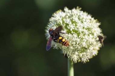 Scolia Lat. Megascola maculata lat. Scolia maculata, pullu bir eşekarısı familyasından bir arı türüdür. Mamut eşekarısı. Scolia dev arısı soğan çiçeğinin üstünde.