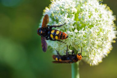 Scolia maculata, pullu bir eşekarısı familyasından bir arı türüdür. Mamut eşekarısı. Scolia dev arısı soğan çiçeğinin üstünde.