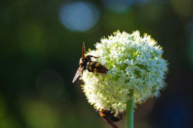 Scolia Lat. Megascola maculata lat. Scolia maculata, pullu bir eşekarısı familyasından bir arı türüdür. Mamut eşekarısı. Scolia dev arısı soğan çiçeğinin üstünde.