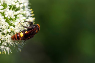 Scolia Lat. Megascola maculata lat. Scolia maculata, pullu bir eşekarısı familyasından bir arı türüdür. Mamut eşekarısı. Scolia dev arısı soğan çiçeğinin üstünde.