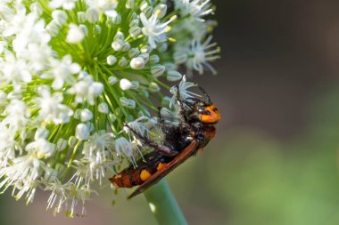 Scolia Lat. Megascola maculata lat. Scolia maculata, pullu bir eşekarısı familyasından bir arı türüdür. Mamut eşekarısı. Scolia dev arısı soğan çiçeğinin üstünde.