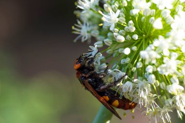 Scolia Lat. Megascola maculata lat. Scolia maculata, pullu bir eşekarısı familyasından bir arı türüdür. Mamut eşekarısı. Scolia dev arısı soğan çiçeğinin üstünde.