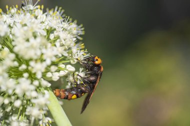 Scolia Lat. Megascola maculata lat. Scolia maculata, pullu bir eşekarısı familyasından bir arı türüdür. Mamut eşekarısı. Scolia dev arısı soğan çiçeğinin üstünde.