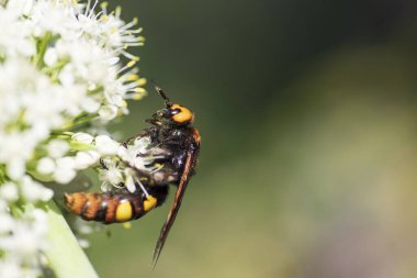 Scolia Lat. Megascola maculata lat. Scolia maculata, pullu bir eşekarısı familyasından bir arı türüdür. Mamut eşekarısı. Scolia dev arısı soğan çiçeğinin üstünde.