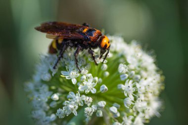 Scolia Lat. Megascola maculata lat. Scolia maculata, pullu bir eşekarısı familyasından bir arı türüdür. Mamut eşekarısı. Scolia dev arısı soğan çiçeğinin üstünde.