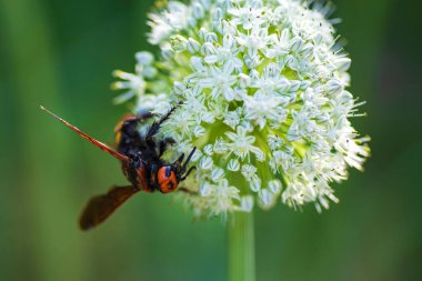 Scolia Lat. Megascola maculata lat. Scolia maculata, pullu bir eşekarısı familyasından bir arı türüdür. Mamut eşekarısı. Scolia dev arısı soğan çiçeğinin üstünde.