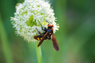 Scolia Lat. Megascola maculata lat. Scolia maculata, pullu bir eşekarısı familyasından bir arı türüdür. Mamut eşekarısı. Scolia dev arısı soğan çiçeğinin üstünde.