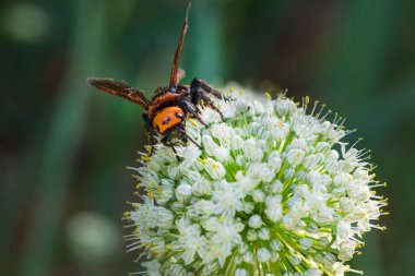 Scolia Lat. Megascola maculata lat. Scolia maculata, pullu bir eşekarısı familyasından bir arı türüdür. Mamut eşekarısı. Scolia dev arısı soğan çiçeğinin üstünde.
