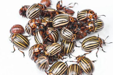 Birçok Colorado patates böceği. Patates yapraklı patatesler, doğal arka plan, yakın görüş. Hafif bir arkaplanda Colorado patates böceği..