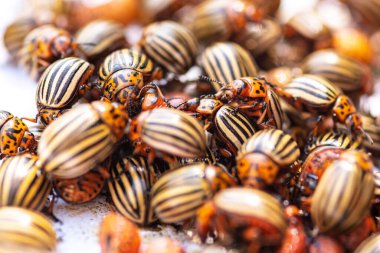 Birçok Colorado patates böceği. Patates yapraklı patatesler, doğal arka plan, yakın görüş. Colorado böceği patates yapraklarını genç yiyor..
