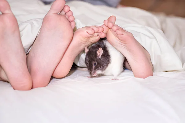 Children Legs Home Decorative Rat Sits Nearby Pets House — Stock Photo, Image