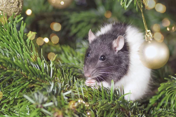 Pets in the house.Little cute gray rat on christmas tree.