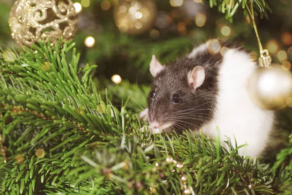 Mascotas Casa Pequeña Rata Gris Linda Árbol Navidad — Foto de Stock