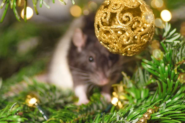 Pets in the house.Little cute gray rat on christmas tree.