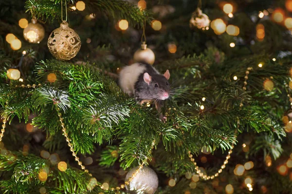 Pets in the house.Little cute gray rat on christmas tree.